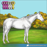 Horse Color:Gray White Spotted Silver Amber Champagne Appaloosa Rabicano 