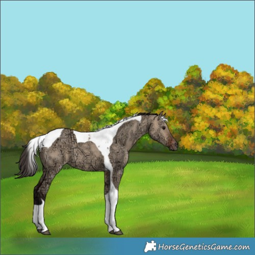 Horse Color:Bay Ice Dun Tobiano 