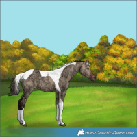 Horse Color:Bay Ice Dun Tobiano 