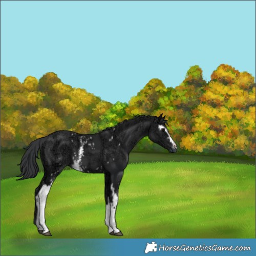 Horse Color:White Spotted Black Ice 