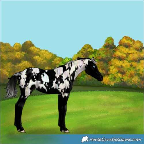 Horse Color:Void White Spotted Silver Smoky Black Ice Pearl Splash 