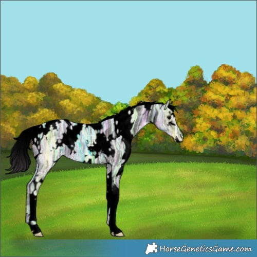 Horse Color:Void White Spotted Smoky Black Ice 