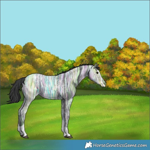 Horse Color:Black Ice Tobiano Appaloosa Rabicano 
