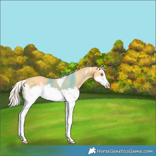 Horse Color:White Spotted Silver Amber Cream Champagne Dun Splash Frame 
