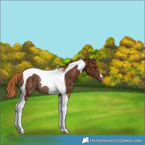 Horse Color:Chestnut Ice Tobiano Rabicano 