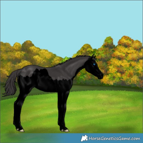 Horse Color:Void Smoky Black Splash 