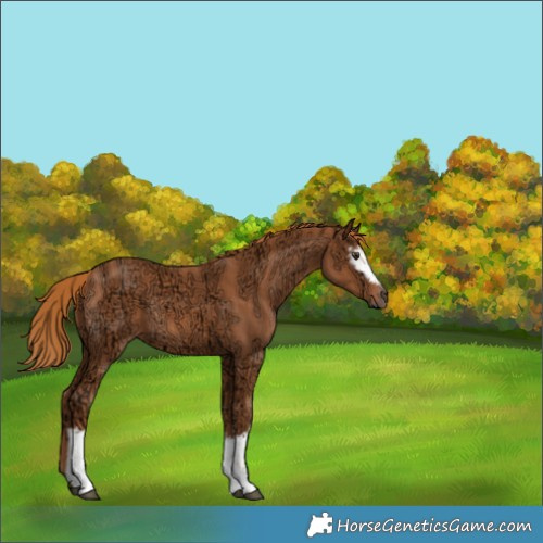Horse Color:White Spotted Chestnut Ice Rabicano 