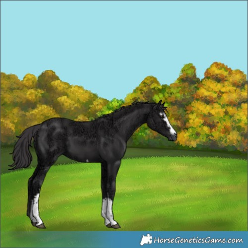 Horse Color:White Spotted Smoky Black Ice 