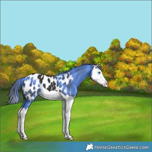 Horse Color:Smoky Black Splash Blanket 