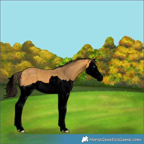 Horse Color:Void Buckskin Splash 
