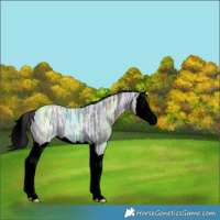 Horse Color:Void Smoky Black Ice Splash 