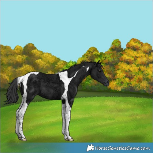 Horse Color:Black Ice Tobiano 