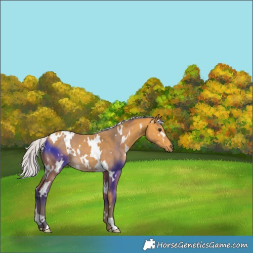 Horse Color:White Spotted Silver Buckskin 