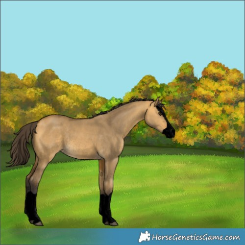 Horse Color:Void Buckskin Dun Splash Rabicano 