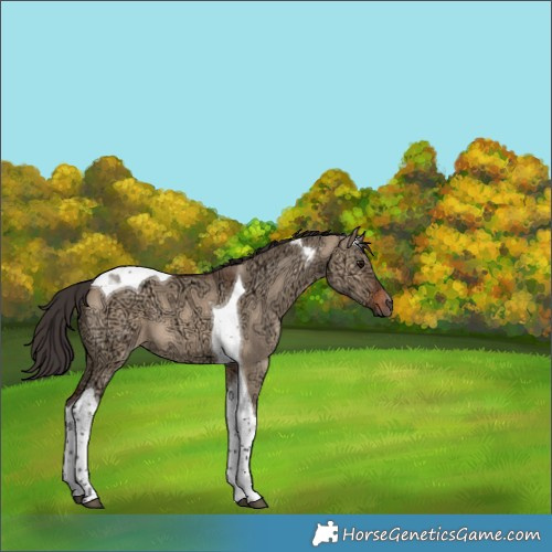 Horse Color:Bay Ice Dun Tobiano 