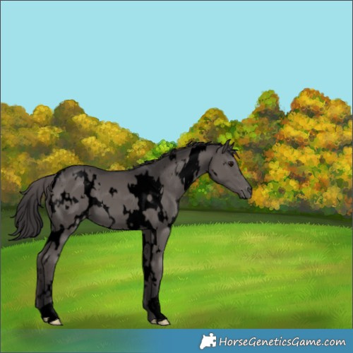 Horse Color:Void White Spotted Smoky Grullo 