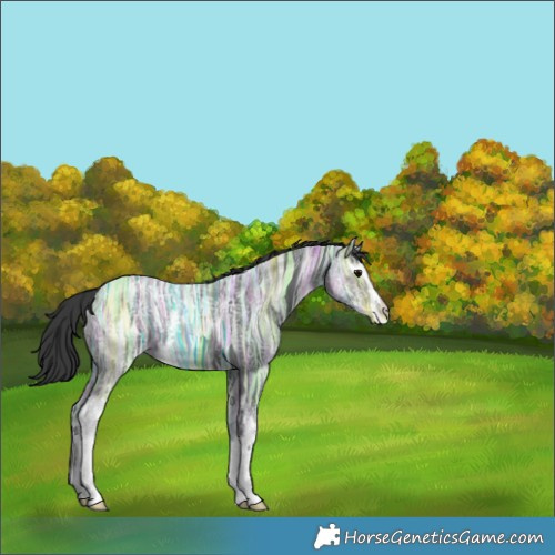 Horse Color:White Spotted Black Ice Rabicano 