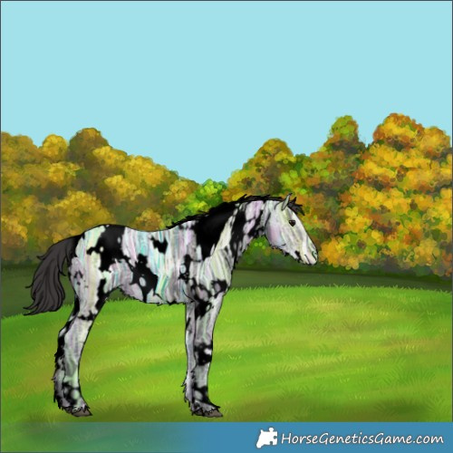 Horse Color:Void White Spotted Smoky Black Ice 