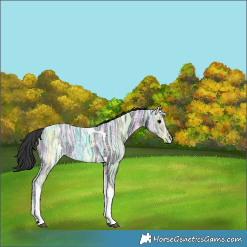 Horse Color:Black Ice Tobiano Rabicano 