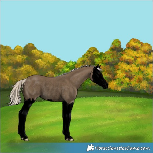Horse Color:Void Silver Smoky Black Splash Rabicano 