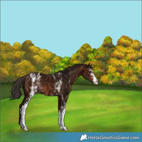 Horse Color:White Spotted Bay Ice 