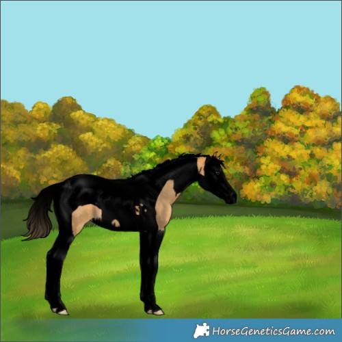 Horse Color:Void Buckskin Splash Tobiano 