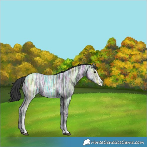 Horse Color:White Spotted Black Ice 