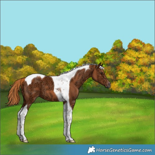 Horse Color:Chestnut Ice Tobiano 
