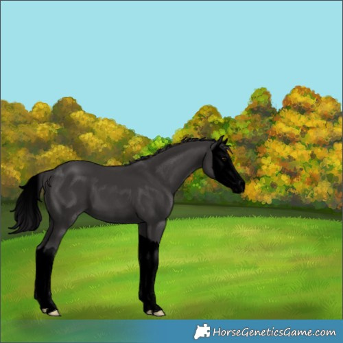 Horse Color:Void Smoky Black Splash 