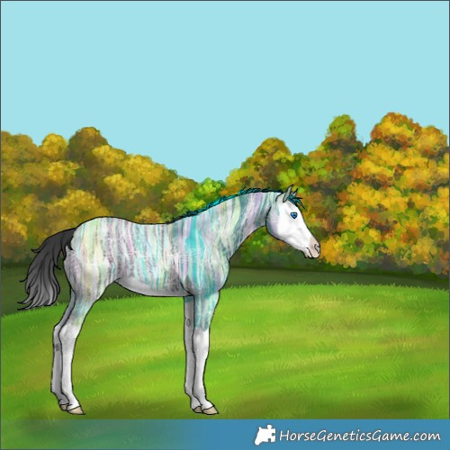 Horse Color:Smoky Black Ice Splash 