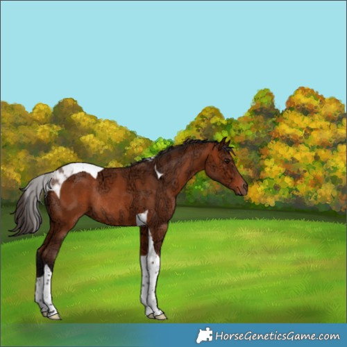 Horse Color:Bay Ice Tobiano Rabicano 