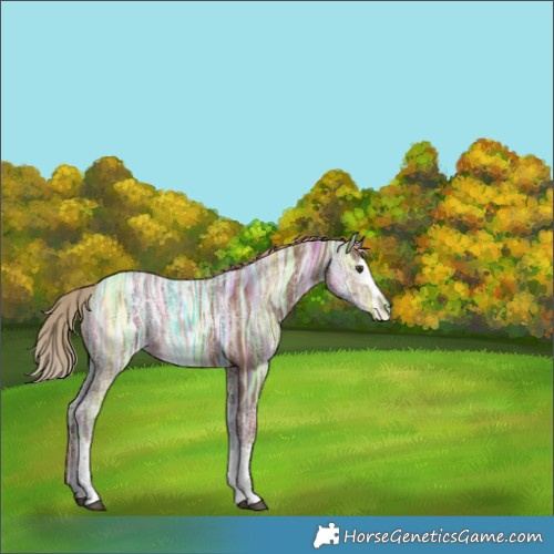 Horse Color:White Spotted Chestnut Ice Rabicano 