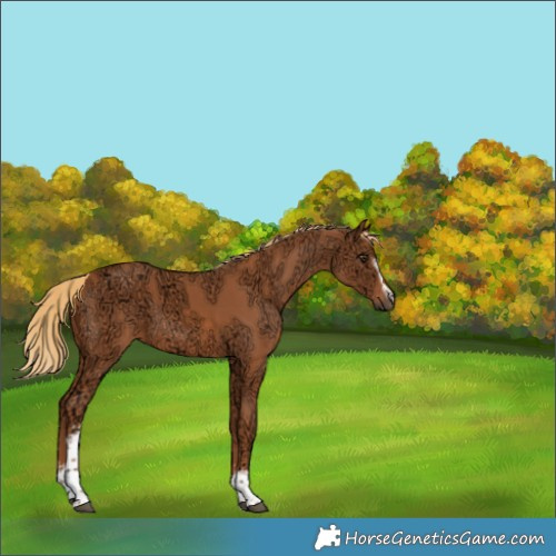 Horse Color:White Spotted Chestnut Ice 