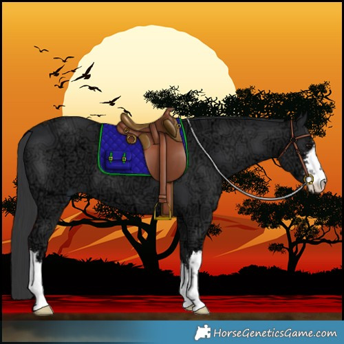 Horse Color:White Spotted Black Ice 