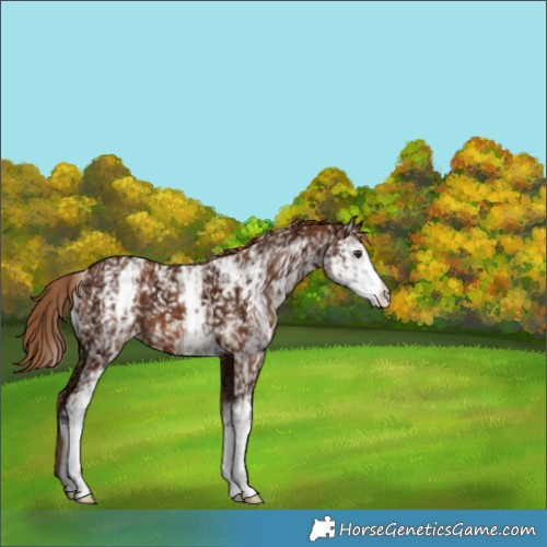 Horse Color:White Spotted Chestnut Ice 