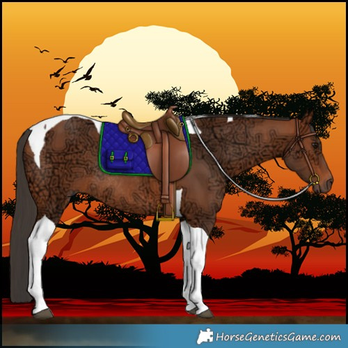 Horse Color:Bay Ice Tobiano Rabicano 