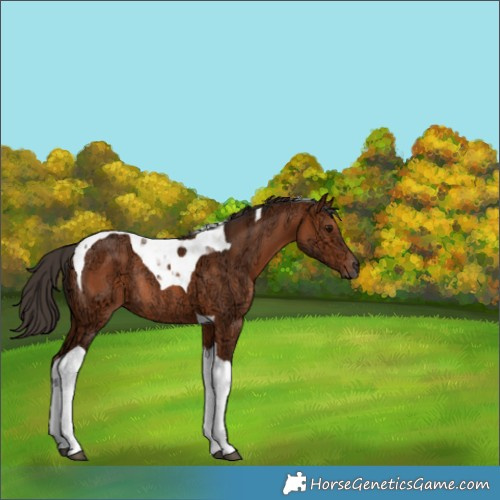 Horse Color:Bay Ice Tobiano Rabicano 