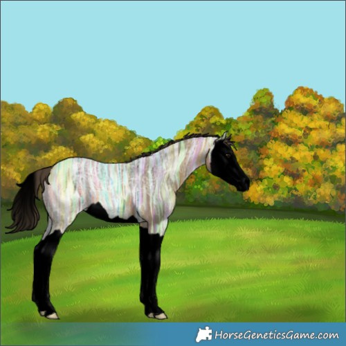 Horse Color:Void Buckskin Ice Splash 