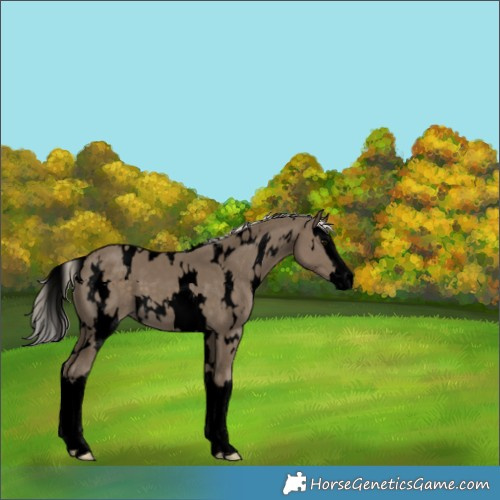 Horse Color:Void White Spotted Silver Smoky Black Splash 