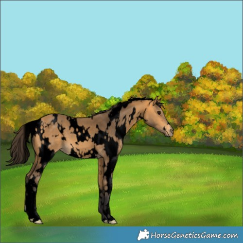 Horse Color:Void White Spotted Buckskin 
