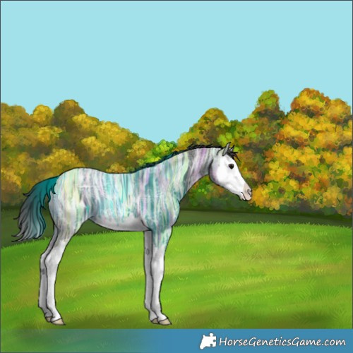 Horse Color:Smoky Black Ice Splash 