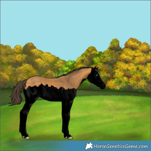 Horse Color:Void Buckskin Splash 