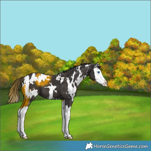 Horse Color:White Spotted Smoky Black Splash 