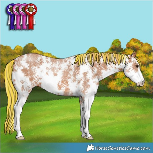 Horse Color:Painted Chestnut Sabino 