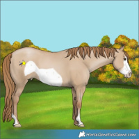 Horse Color:Grullo Pearl Frame