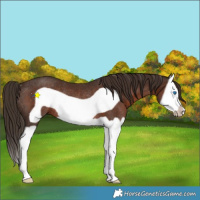 Horse Color:Liver Chestnut Splash Frame Rabicano 