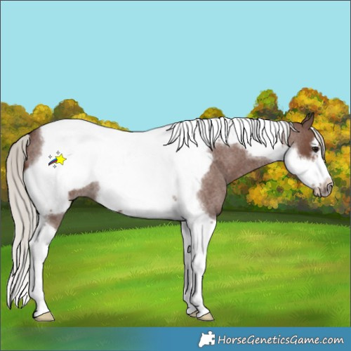 Horse Color:Silver Blue Roan Tobiano Frame 