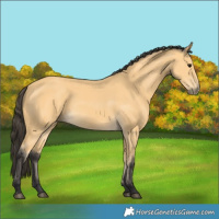 Horse Color:Buckskin 
