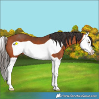 Horse Color:Bay Splash Frame 