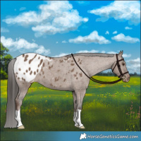 Horse Color:Liver Red Dun Appaloosa 